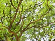 Гайове з panoramio.com