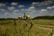 Веселівка з panoramio.com