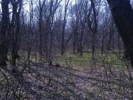 Маївка з panoramio.com