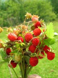 Турички з panoramio.com