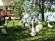 Лісові Сорочинці з panoramio.com