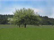 Гайове з panoramio.com