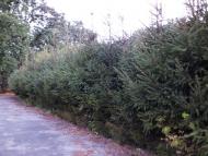 Антонівка з panoramio.com