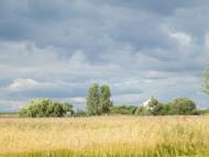 Ялинці з panoramio.com