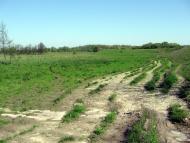 Шкарівка з panoramio.com
