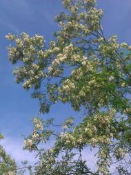 Волиця з panoramio.com