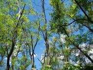 Грушківка з panoramio.com