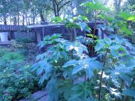 Лозуватка з panoramio.com