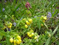 Завтурове з panoramio.com