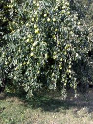 Теліжинці з panoramio.com