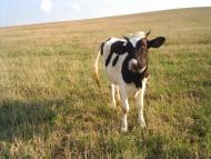 Теліжинці з panoramio.com