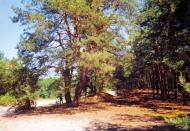 Лисняки з panoramio.com