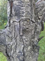 Оленівка з panoramio.com