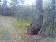 Гукове з panoramio.com