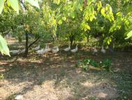 Кукавка з panoramio.com