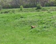 Марківське - Останні фото
