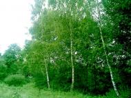 Княже з panoramio.com