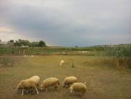 Калчева з panoramio.com