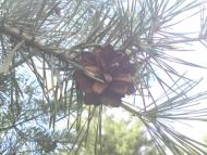 Кураж з panoramio.com