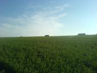 Новокам'янка з panoramio.com