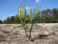 Старики з panoramio.com