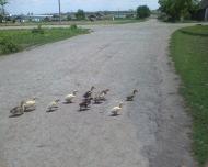 Куйбишеве з panoramio.com