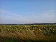 Дубинка з panoramio.com