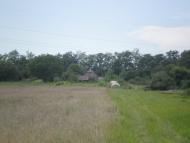 Осикове з panoramio.com