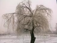 Дворічне - Останні фото