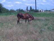 Куйбишеве з panoramio.com