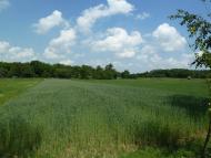 Кураж з panoramio.com