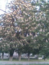 Журавлівка з panoramio.com