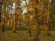 Сад з panoramio.com