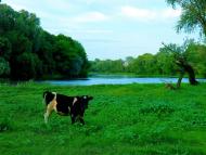 Жовте з panoramio.com - Желтое