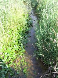 Старі Безрадичі з panoramio.com