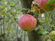 Матюші з panoramio.com