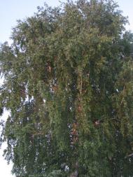 Судівка з panoramio.com