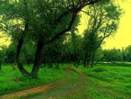 Жовте з panoramio.com