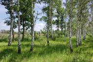 Булгаківка з panoramio.com