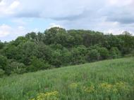 Оріхове з panoramio.com