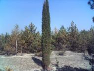 Троянівка з panoramio.com