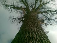 Волиця з panoramio.com