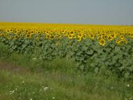 Новомар'янівське - Останні фото