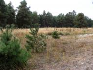 Костогризове з panoramio.com