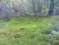 Гукове з panoramio.com