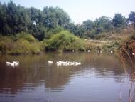 Фащівка з panoramio.com