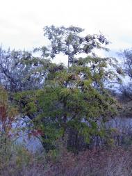 Старозаводське з panoramio.com