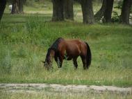 Гайове з panoramio.com