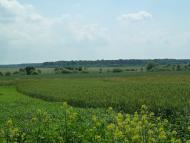 Кураж з panoramio.com