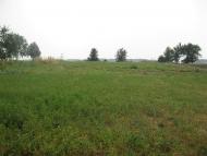 Матюші з panoramio.com